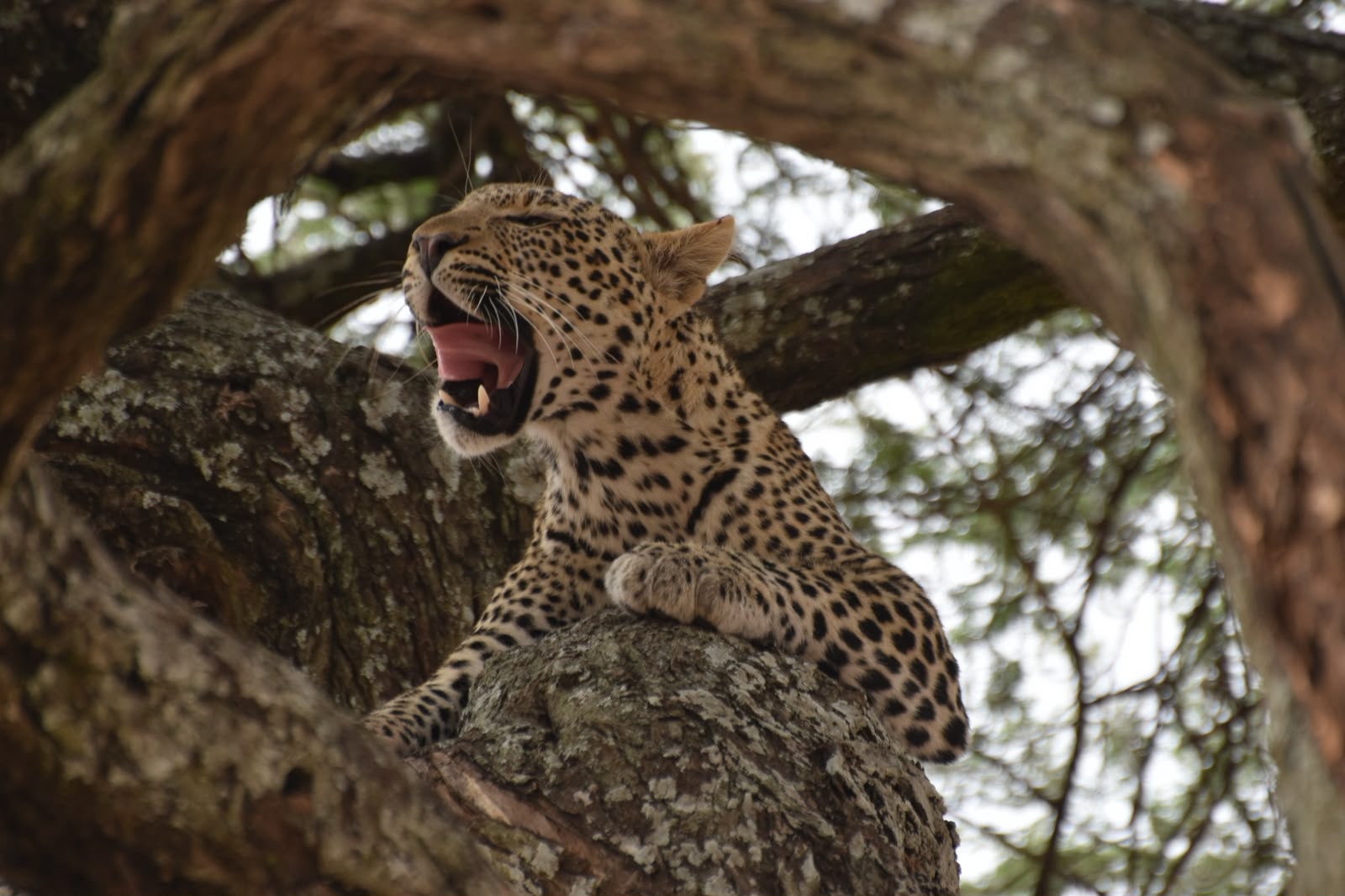 Wildlife in Ngorongoro Crater Tanzania